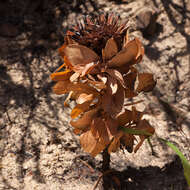 Plancia ëd Protea grandiceps Tratt.