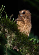 Image of Colombian Screech-Owl