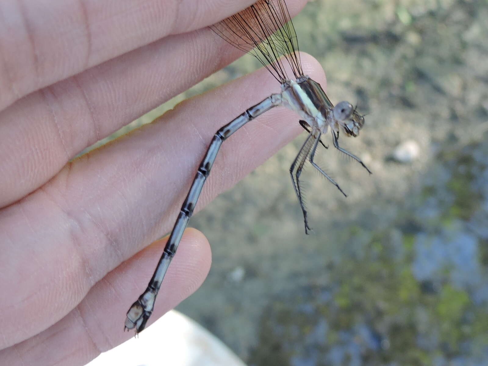 Image of Great Spreadwing