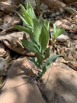 Image of gray aster