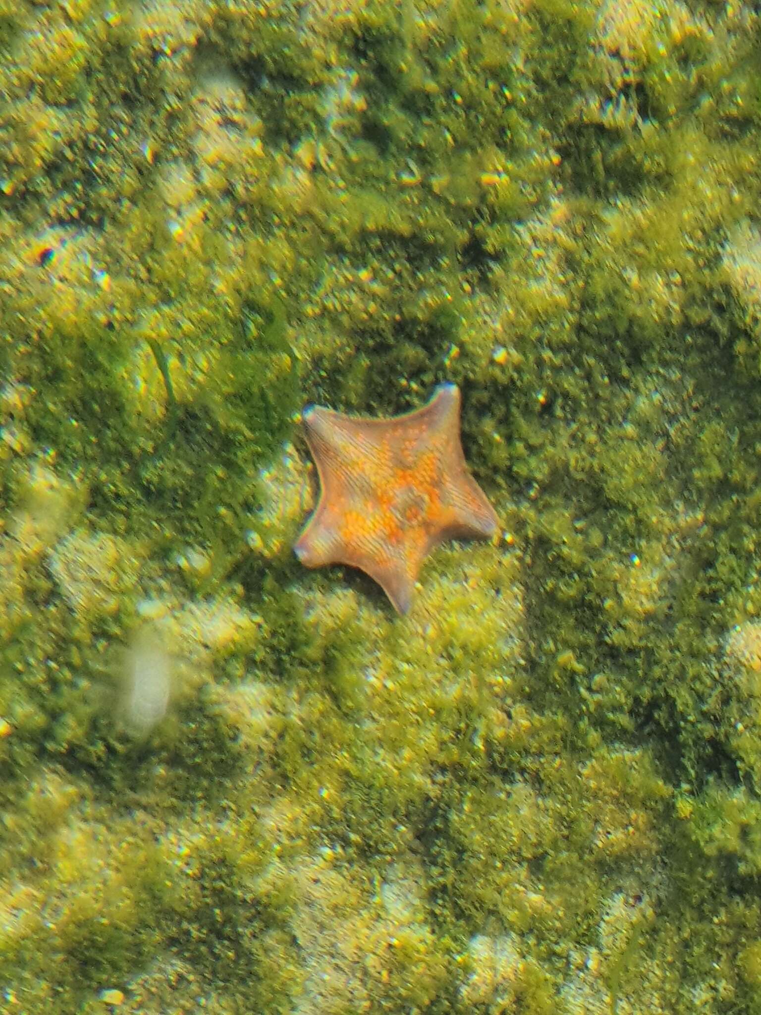 Image of Blue bat star