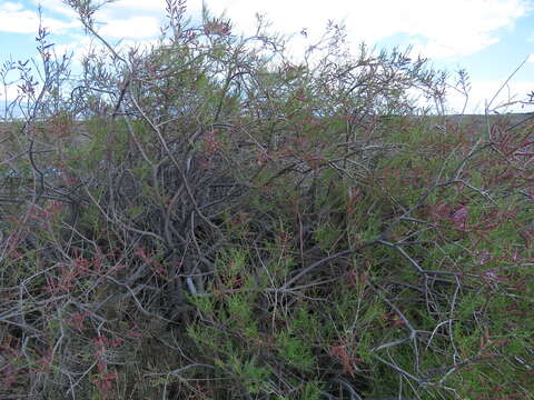 Image of four-stamen tamarisk