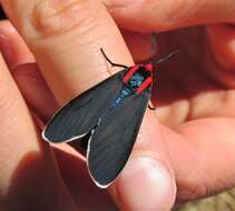 Image of Ctenucha multifaria Walker 1854