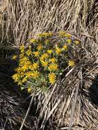 Image of Senecio littoralis Gaud.