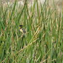 Image of Tachuris rubrigastra loaensis Philippi Bañados, Johnson & AW 1946