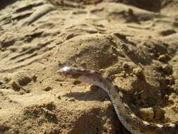 Image of Sind Longnose Sand Snake