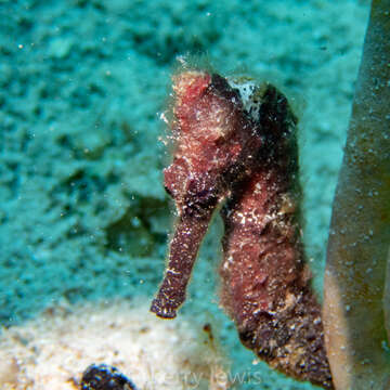 Image of Long-snout Seahorse