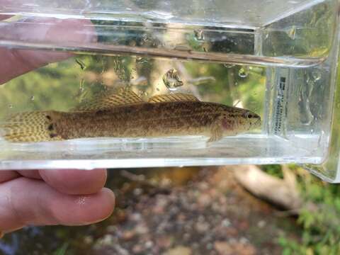 Image of Spottail darter