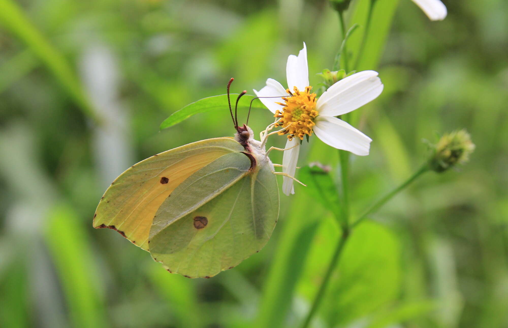 Imagem de Gonepteryx amintha formosana