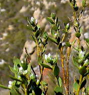 Image of <i>Liparia latifolia</i>