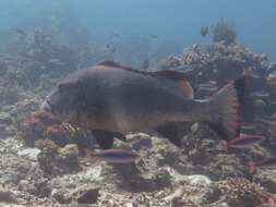 Image of Giant sweetlips