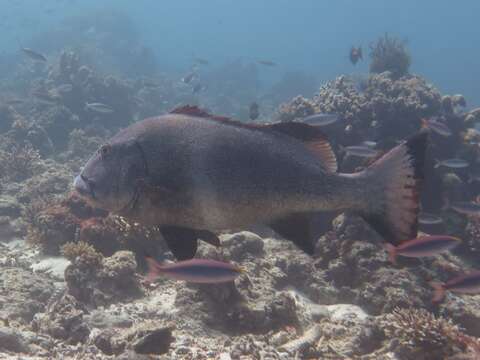 Image of Giant sweetlips