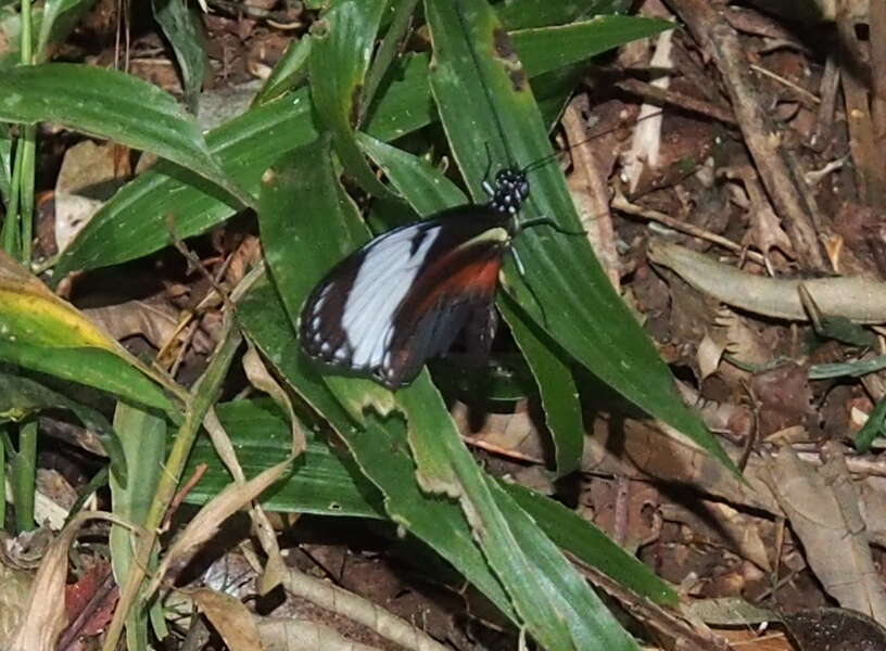 Image of Heliconius cydno galanthus Bates 1864