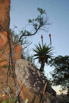 Image of Aloe lineata var. lineata