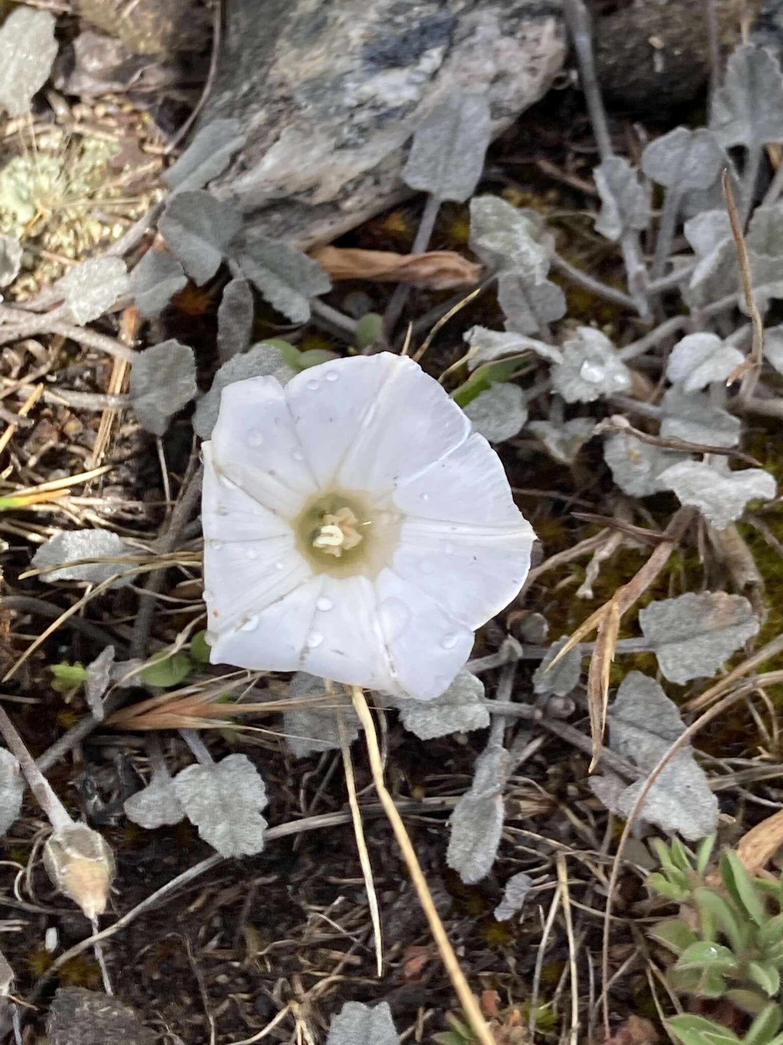 Sivun Convolvulus verecundus Allan kuva