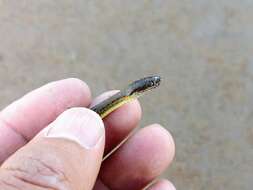 Image of Blackbelly Garter Snake