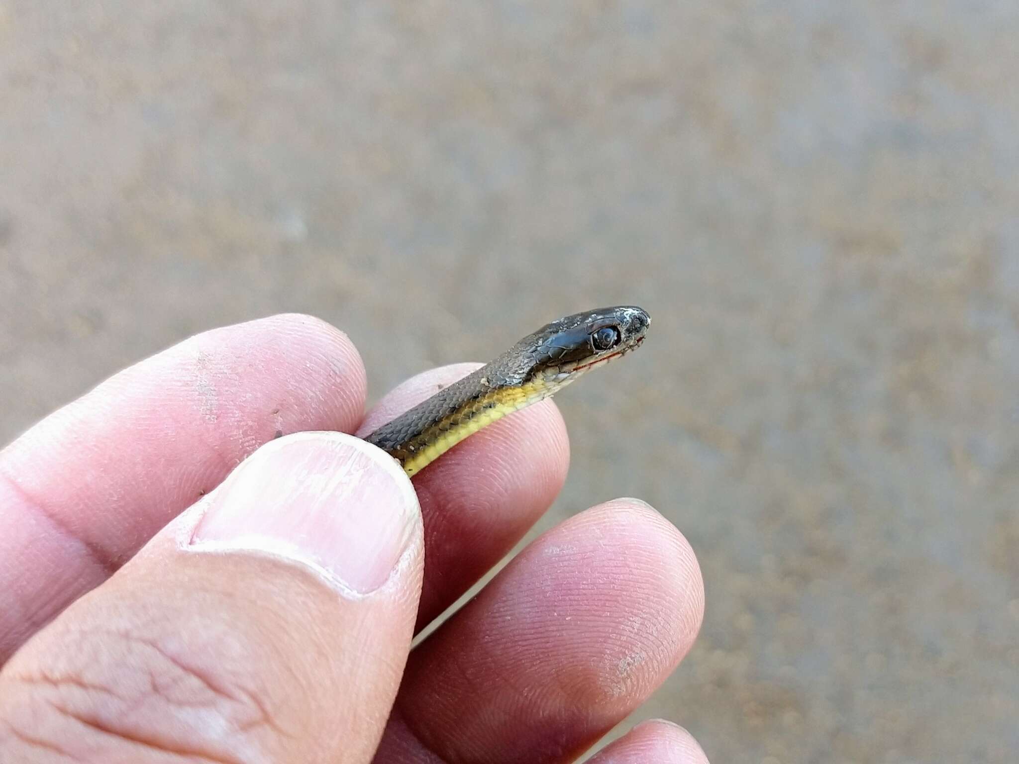 Plancia ëd Thamnophis melanogaster (Peters 1864)