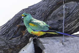 Image of Many-coloured Parakeet