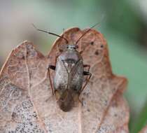 Lygus rugulipennis Poppius 1911 resmi