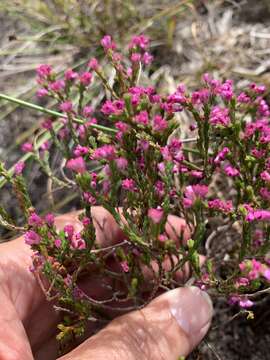 Image of Erica gnaphaloides Thunb.