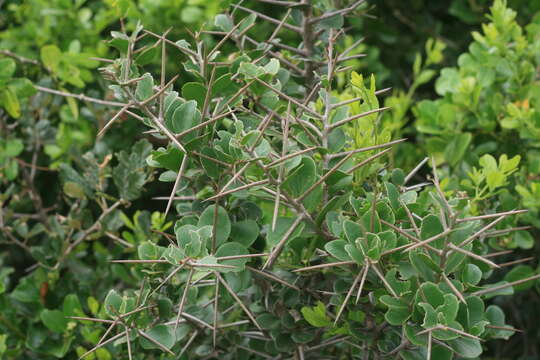 Image of Dovyalis rotundifolia (Thunb.) Harv.