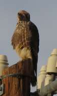 Image of Lanner Falcon