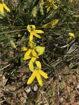 Image of Goodenia arguta