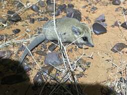 Image of Fat-tailed Dunnart