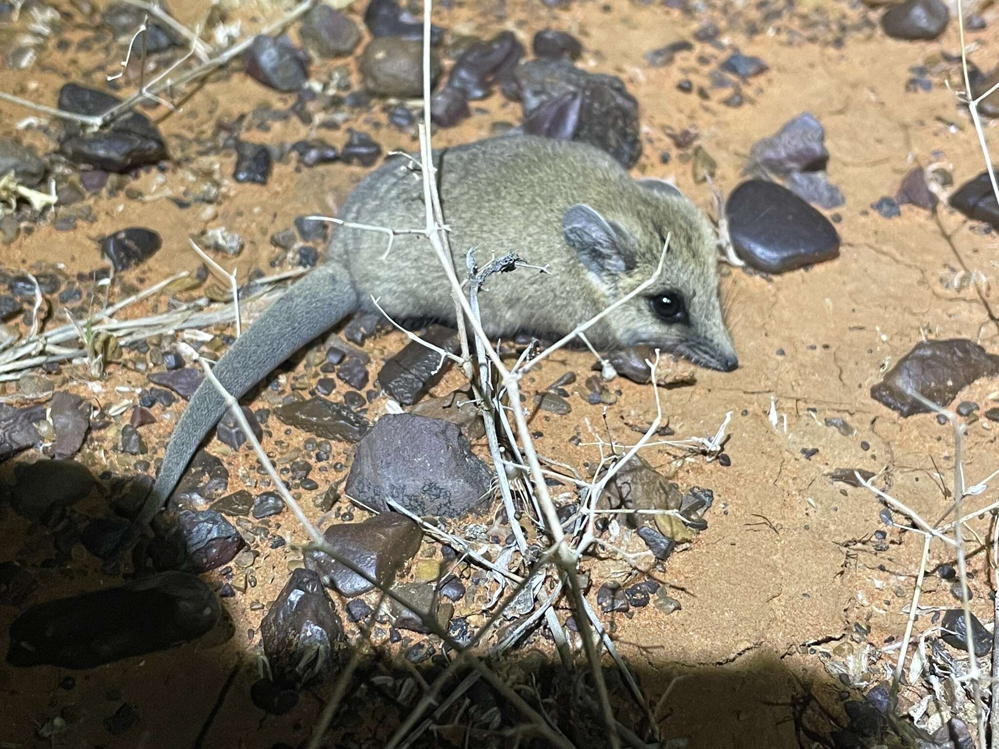 Imagem de Sminthopsis crassicaudata (Gould 1844)