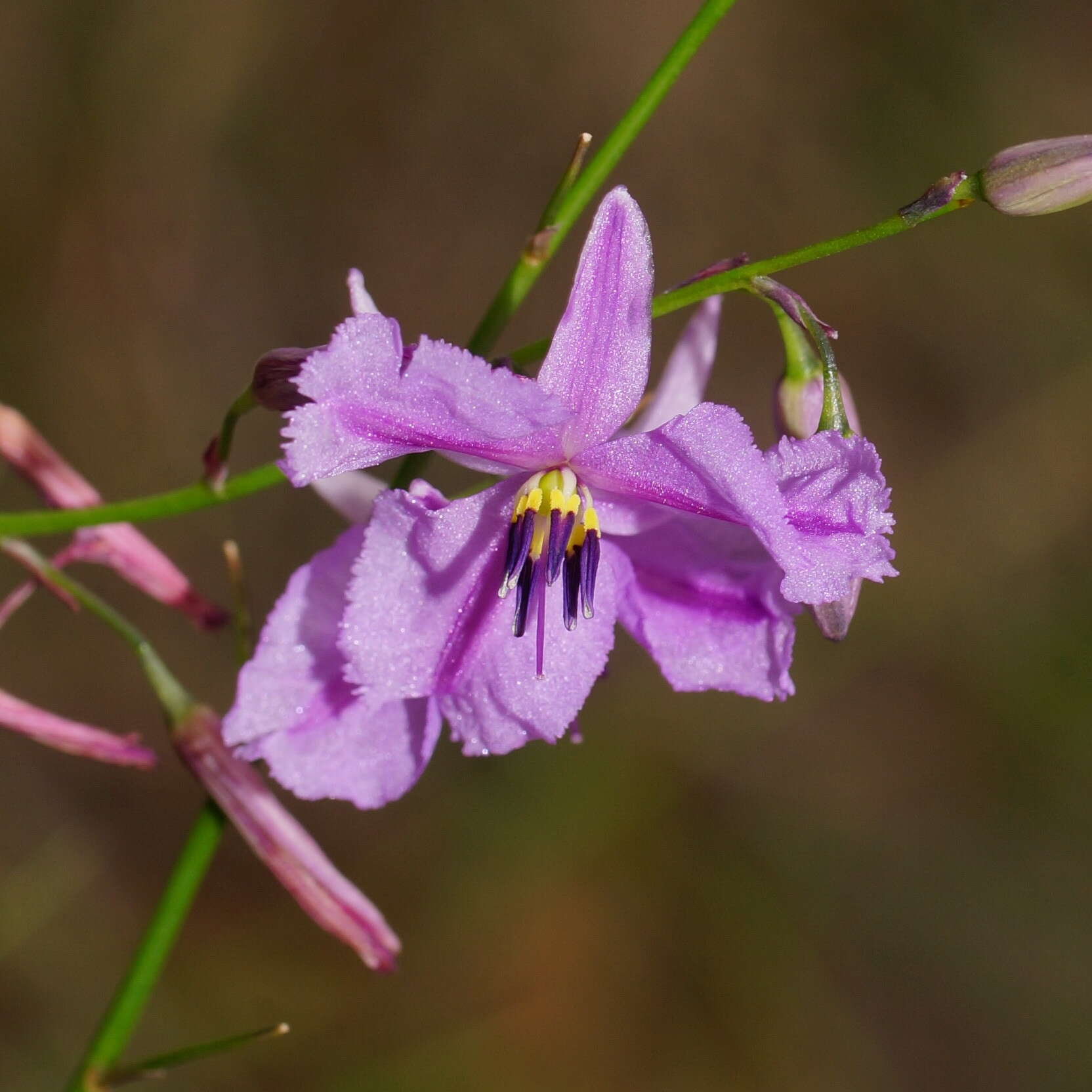 Image of Dichopogon