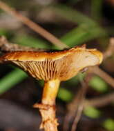 Image of Pholiota squarrosipes Cleland 1933