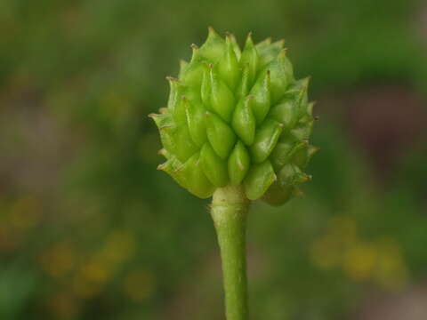 Image of showy buttercup