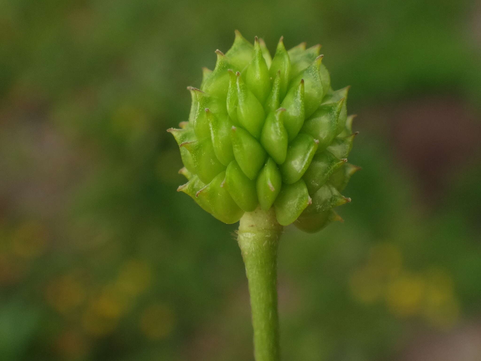 Plancia ëd Ranunculus acris subsp. acris