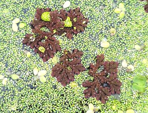 Image of Azolla filiculoides subsp. cristata (Kaulf.) Fraser-Jenk.