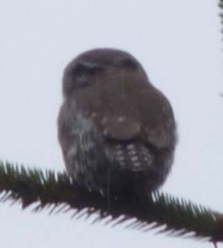 Image of Mountain Pygmy Owl