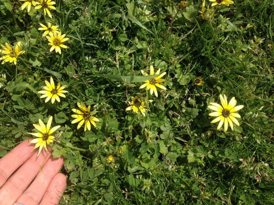 Image of Capeweed