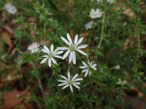 Image of Stellaria pungens Brongn.