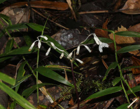 Imagem de Gymnosiphon suaveolens (H. Karst.) Urb.