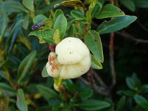 Image of Exobasidium rhododendri (Fuckel) C. E. Cramer 1874