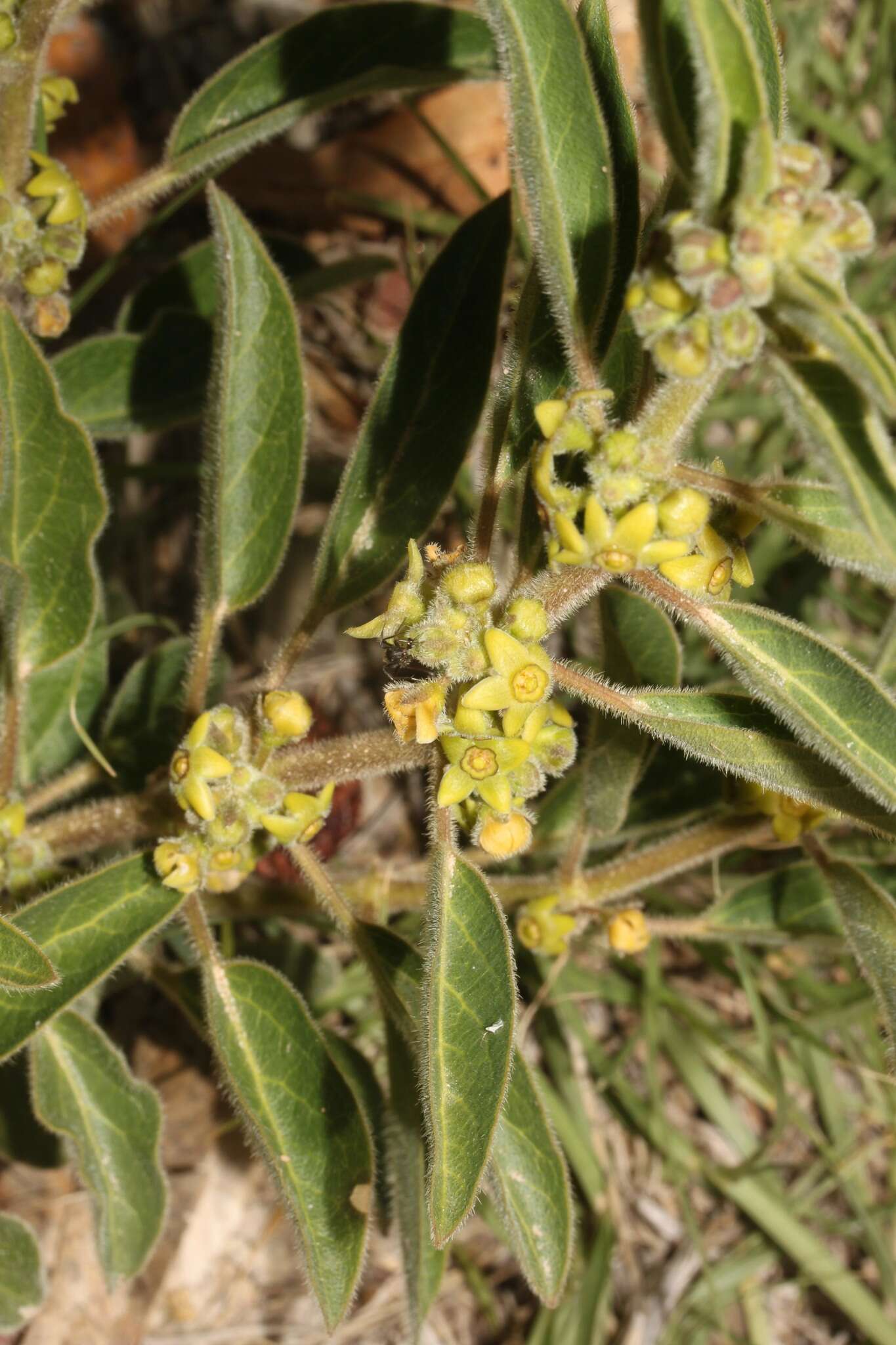 Sivun Matelea boliviana G. Morillo kuva