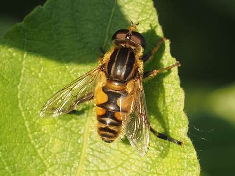 Слика од Mesembrius peregrinus (Loew 1846)