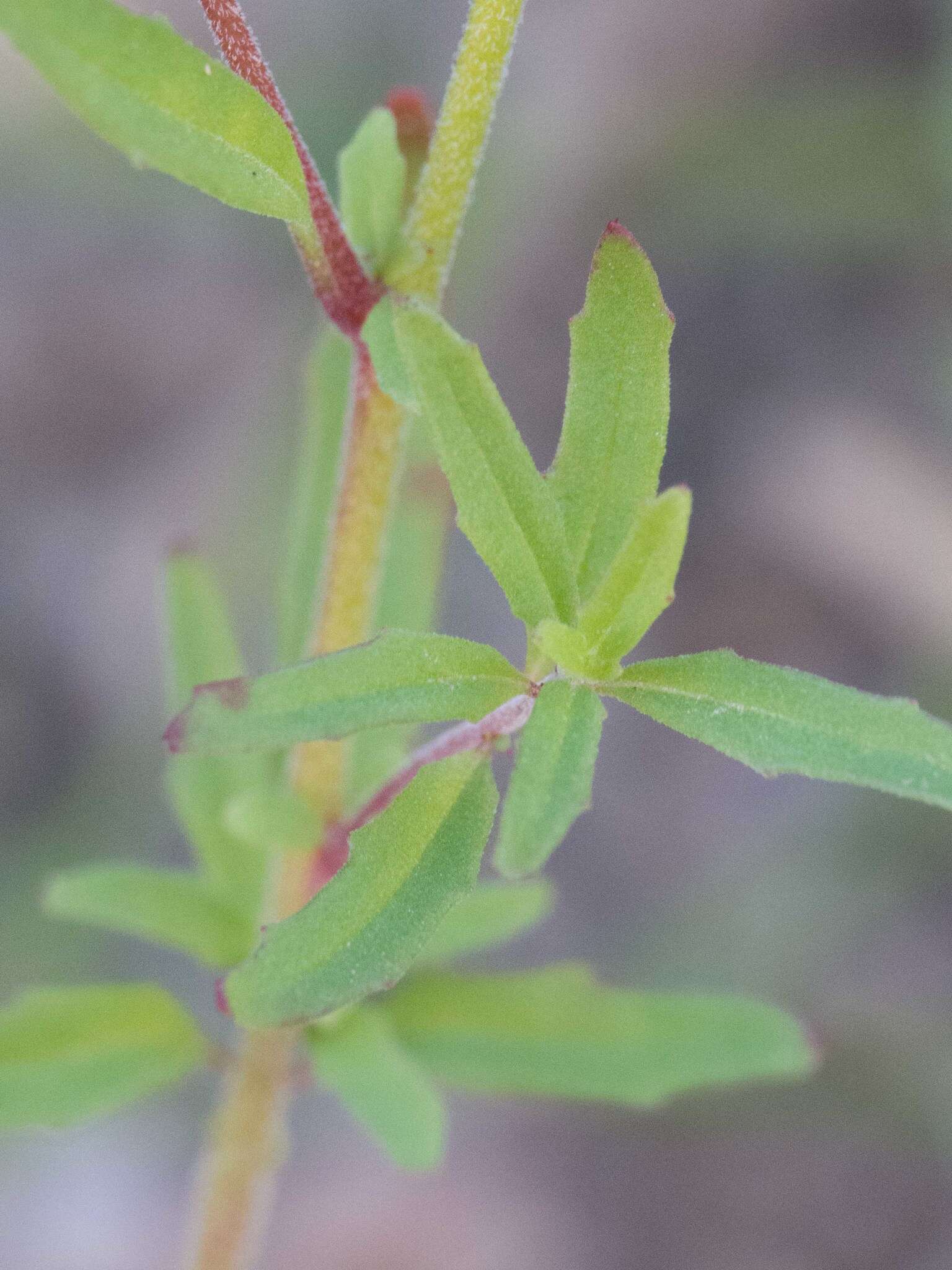 Image of canyon clarkia