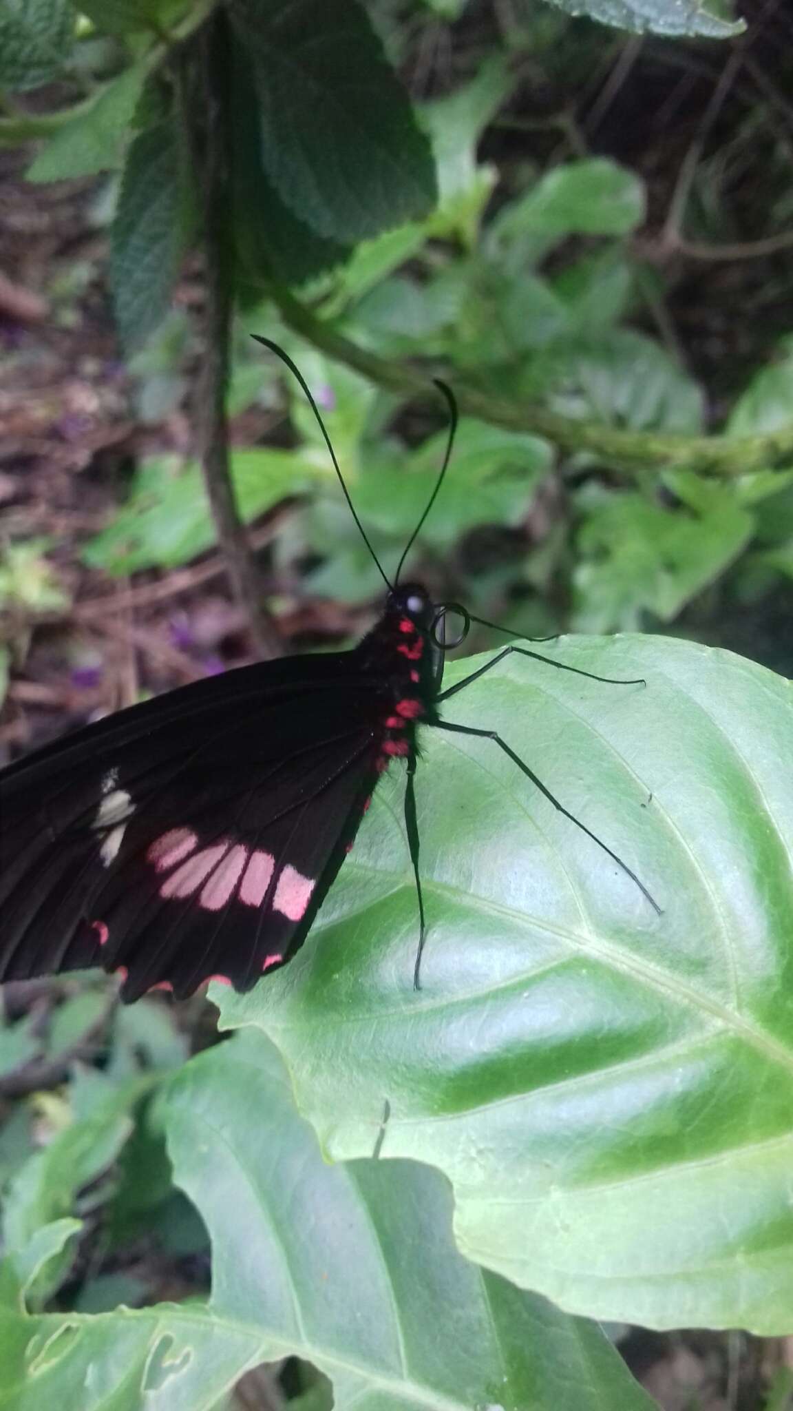 صورة <i>Parides eurimedes mylotes</i> (Bates 1861)