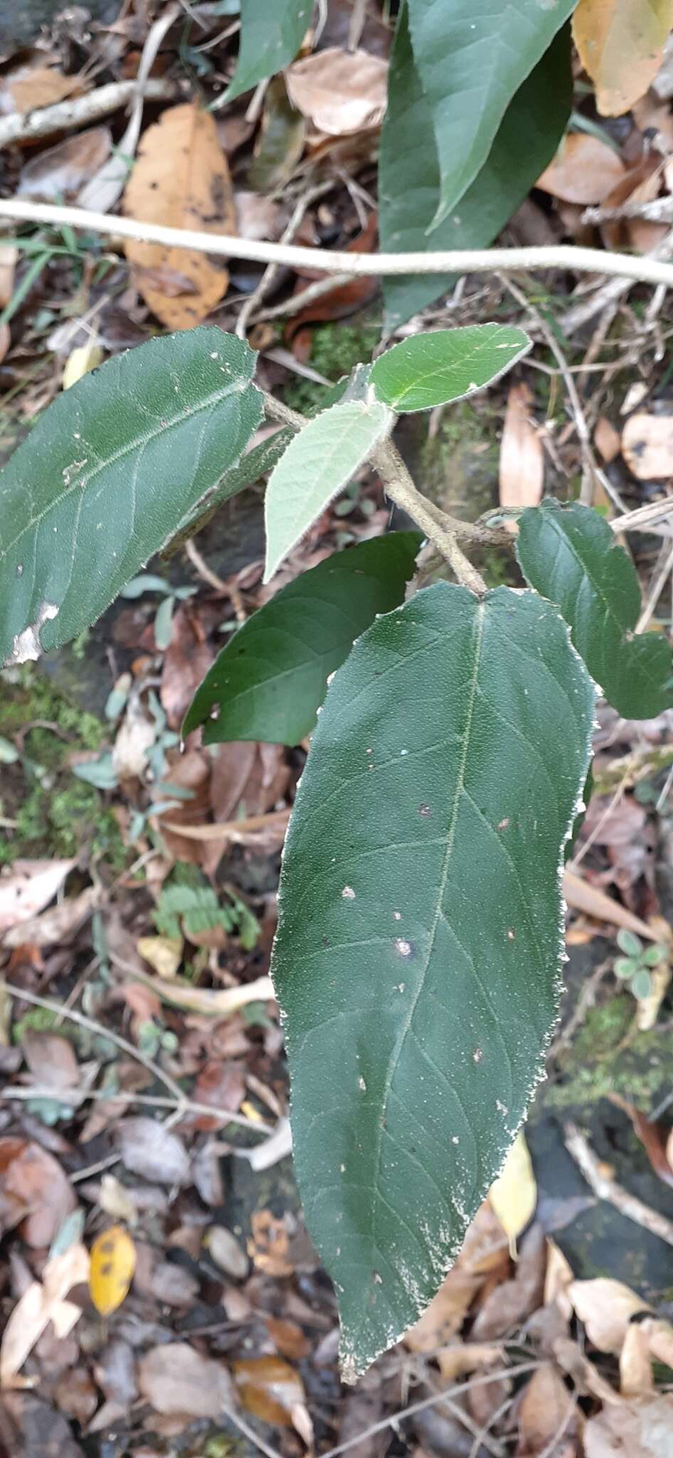 Sivun Croton stigmatosus F. Muell. kuva