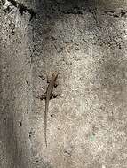 Image of Greenbelly Lizard