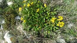 Image of Brassica balearica Pers.