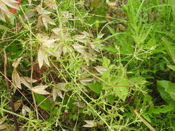 Image of Wild madder