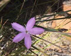 صورة Dianthus thunbergii Hooper