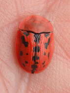 Image of Fleabane tortoise beetle