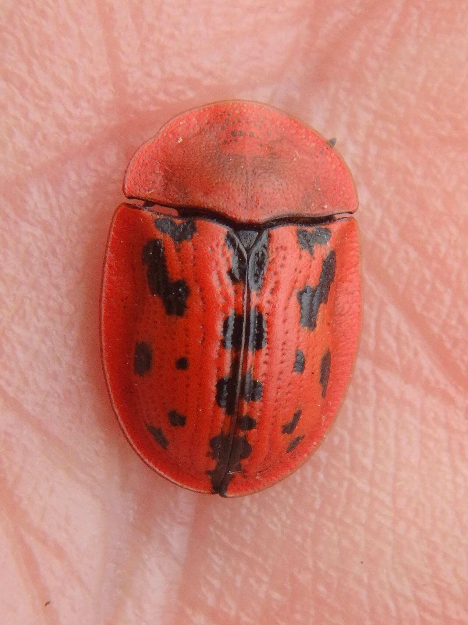 Image of Fleabane tortoise beetle